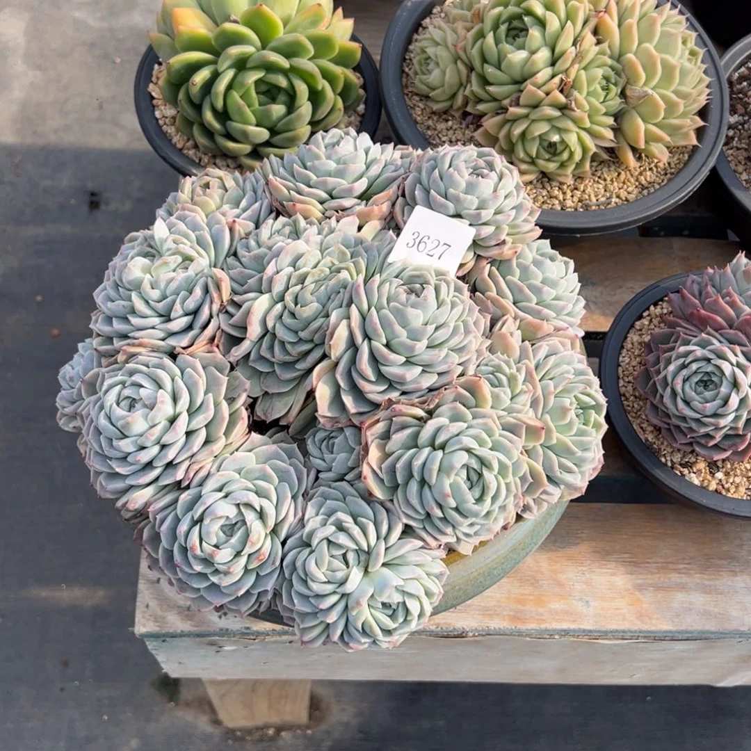 (****)3627多肉多多多多多多