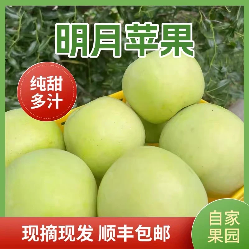【顺丰快递】于胖子 明月苹果 现摘现发4.2斤/4.5斤