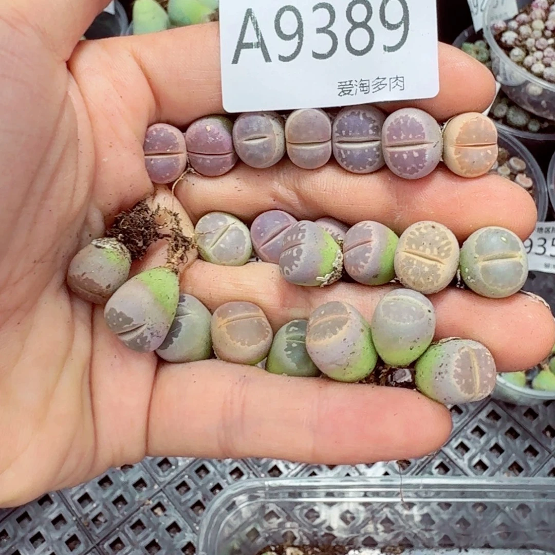 9389––零下地区需拍保温箱