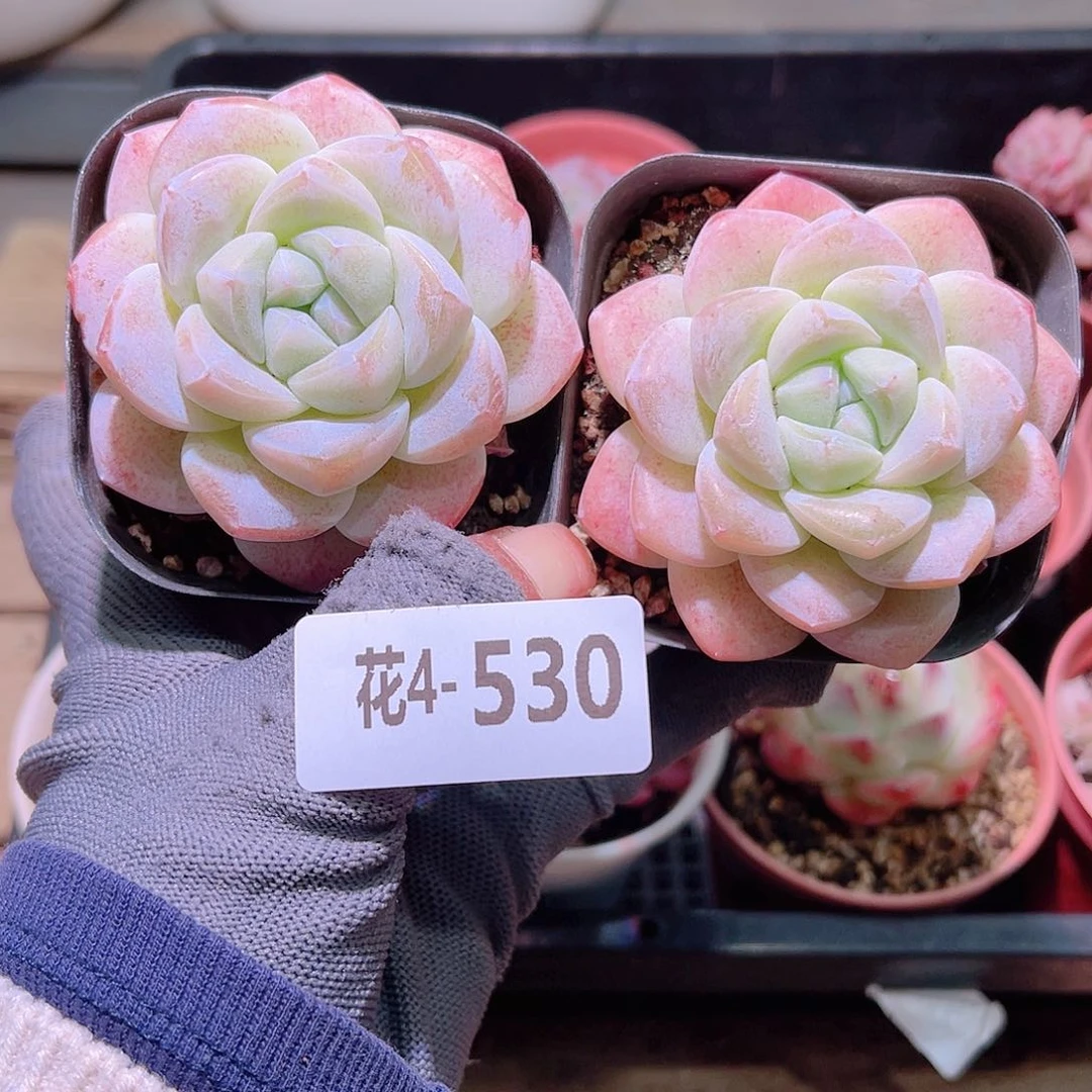 花04-530冰玉单头 2颗