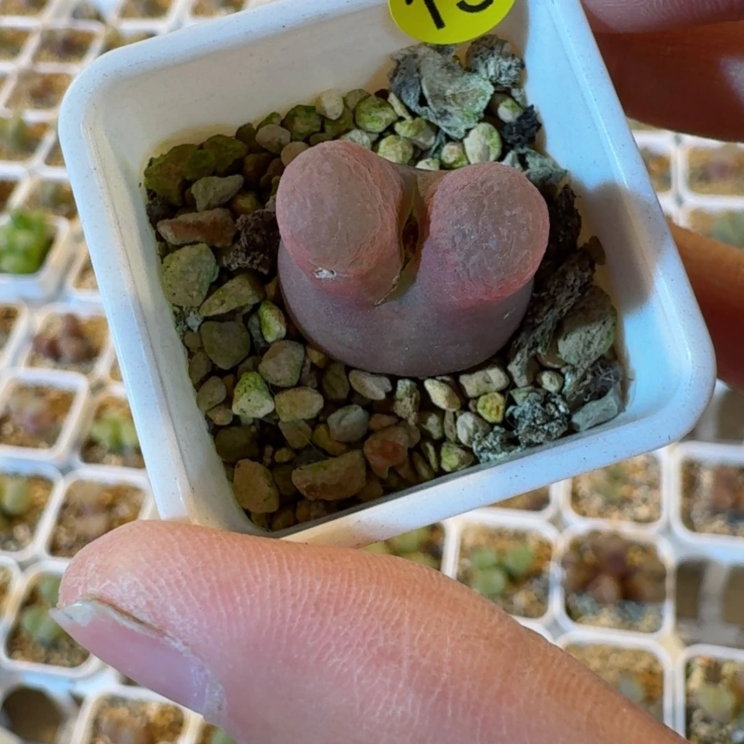 认****改15......多肉......