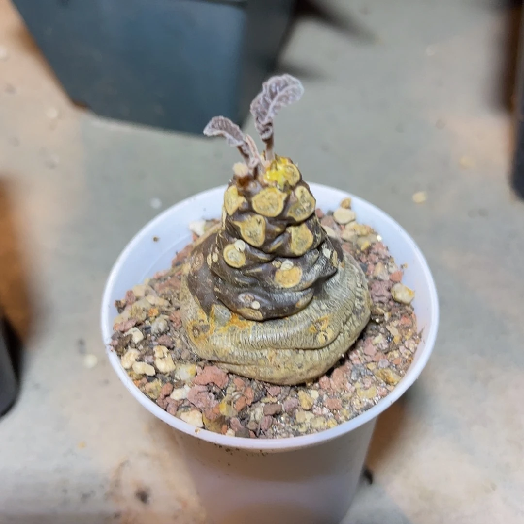 实生琉桑块根一物一拍