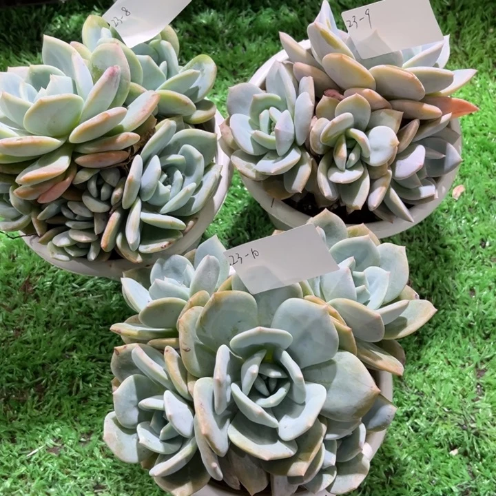 林***923-8-10-9凤橙3颗多肉植物