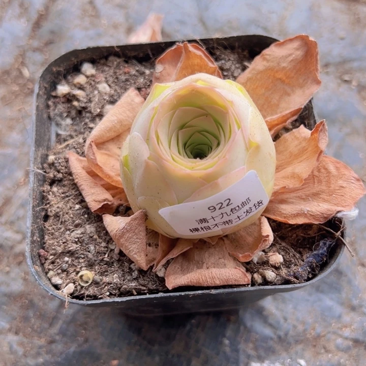 @*922 裸根不带土发货