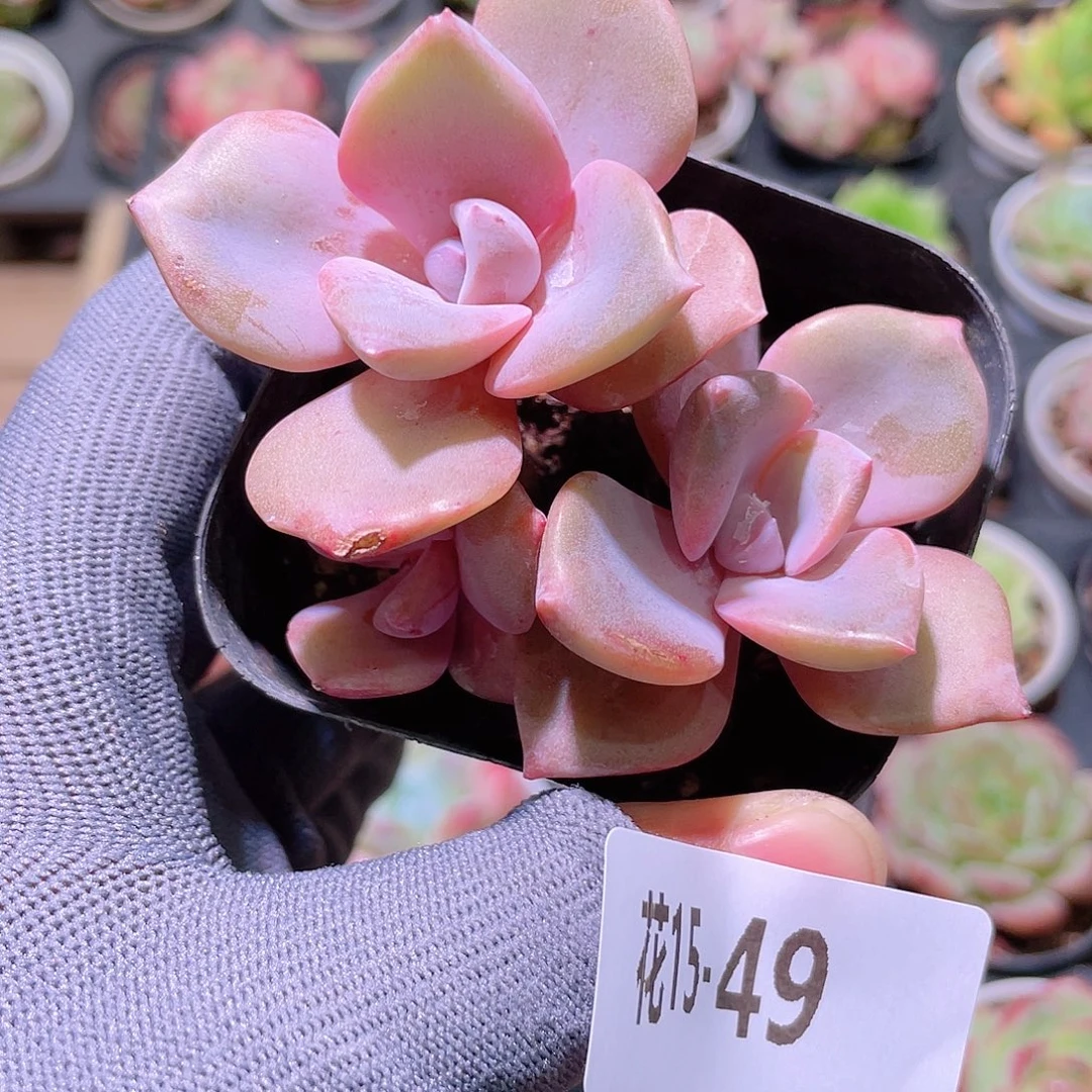 花利美15-49彩虹糖