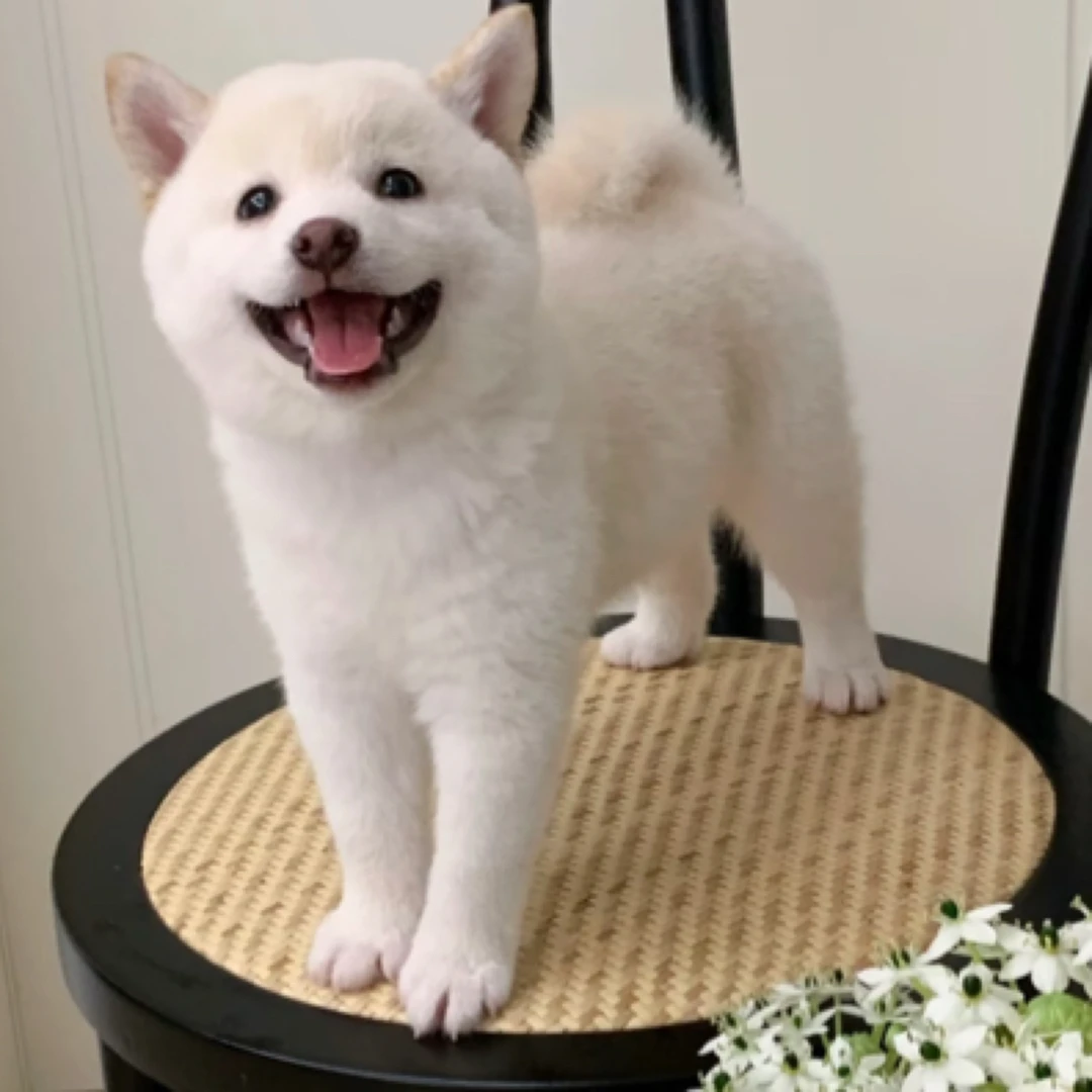 柴犬豆柴幼犬家庭犬白柴活体黑柴犬链接