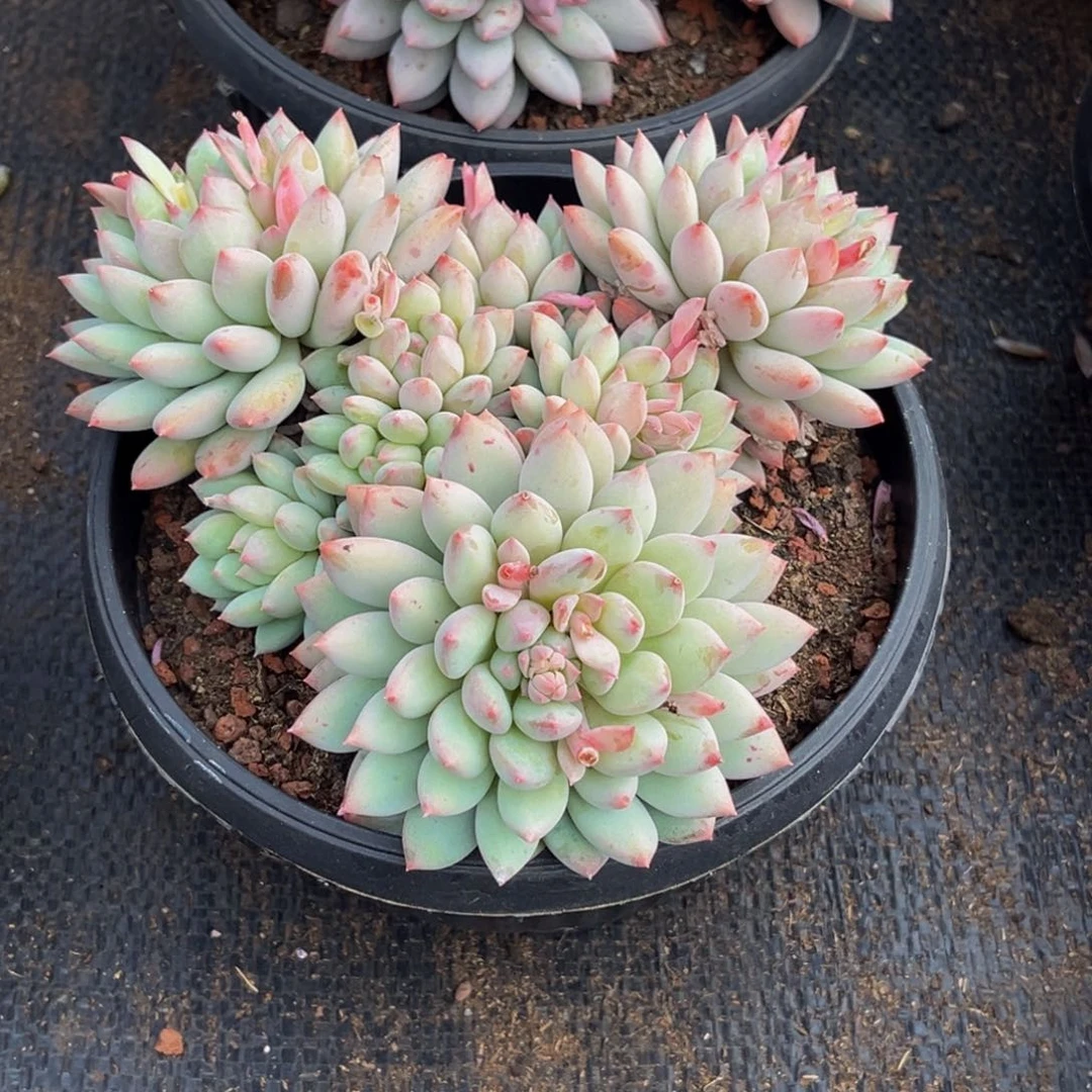 2730号上午多肉植物群生多肉