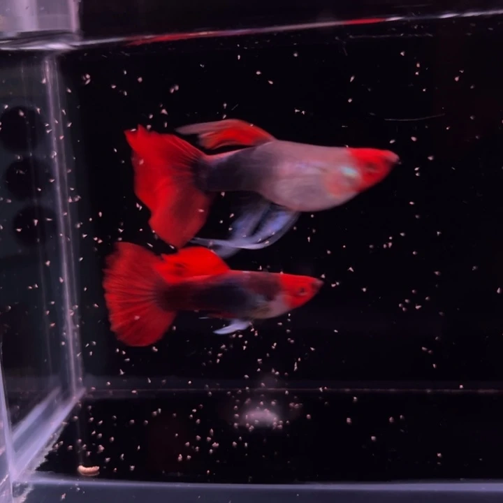 孔雀鱼深海蓝贵族大C1对
