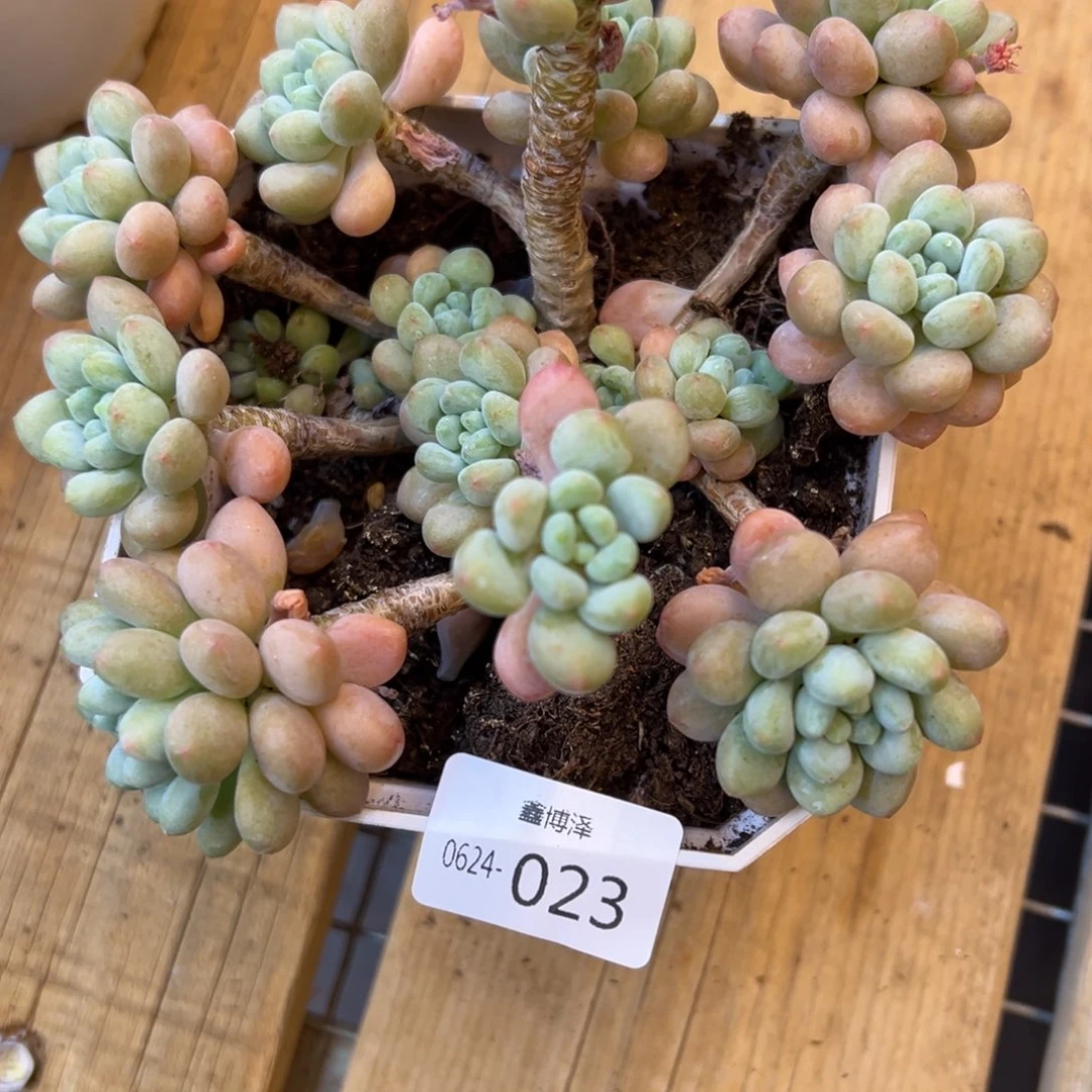 一****提定向6.24-023 鱼子酱