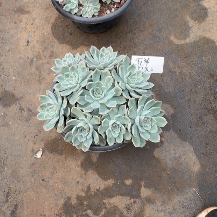 五***陳多肉植物一物一拍