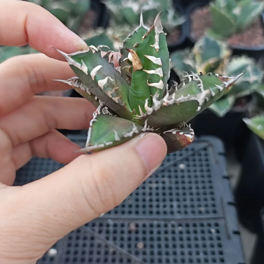 红猫仁王冠龙舌兰顶芽一颗包邮非偏远