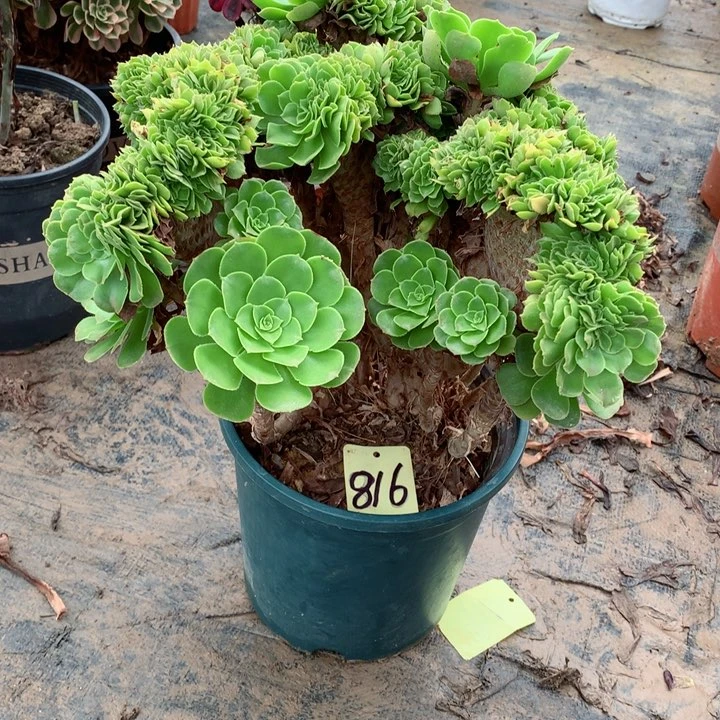 816绿羊绒缀多肉一物一拍