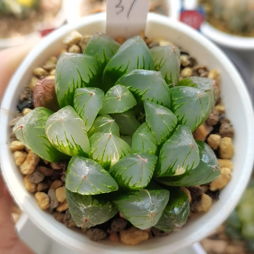 37号北极之光锦一物一拍带盆土发货