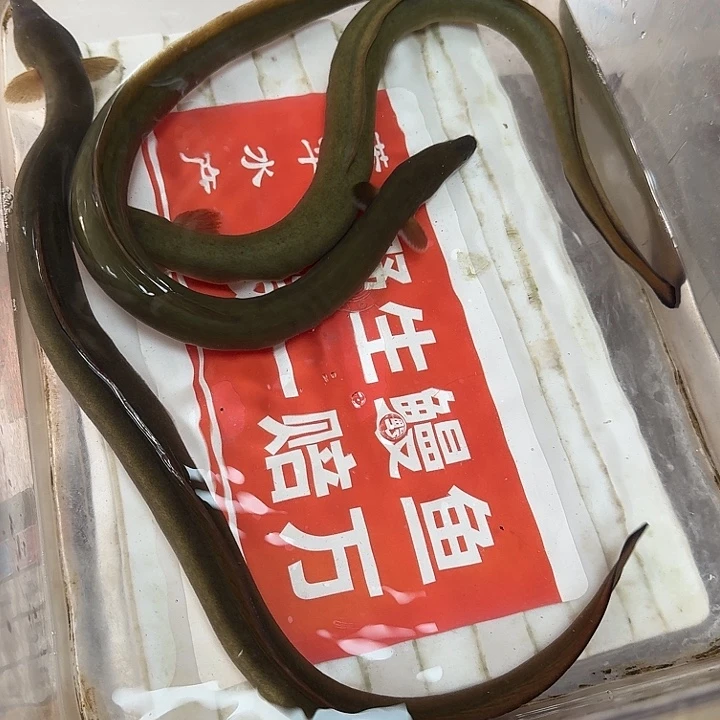 野生鳗鱼三四两一条、一斤重、江浙沪包邮包活到家