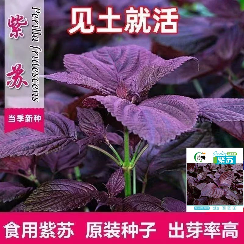 【满5元包邮】四季种植紫苏菜种子高产苏菜籽种