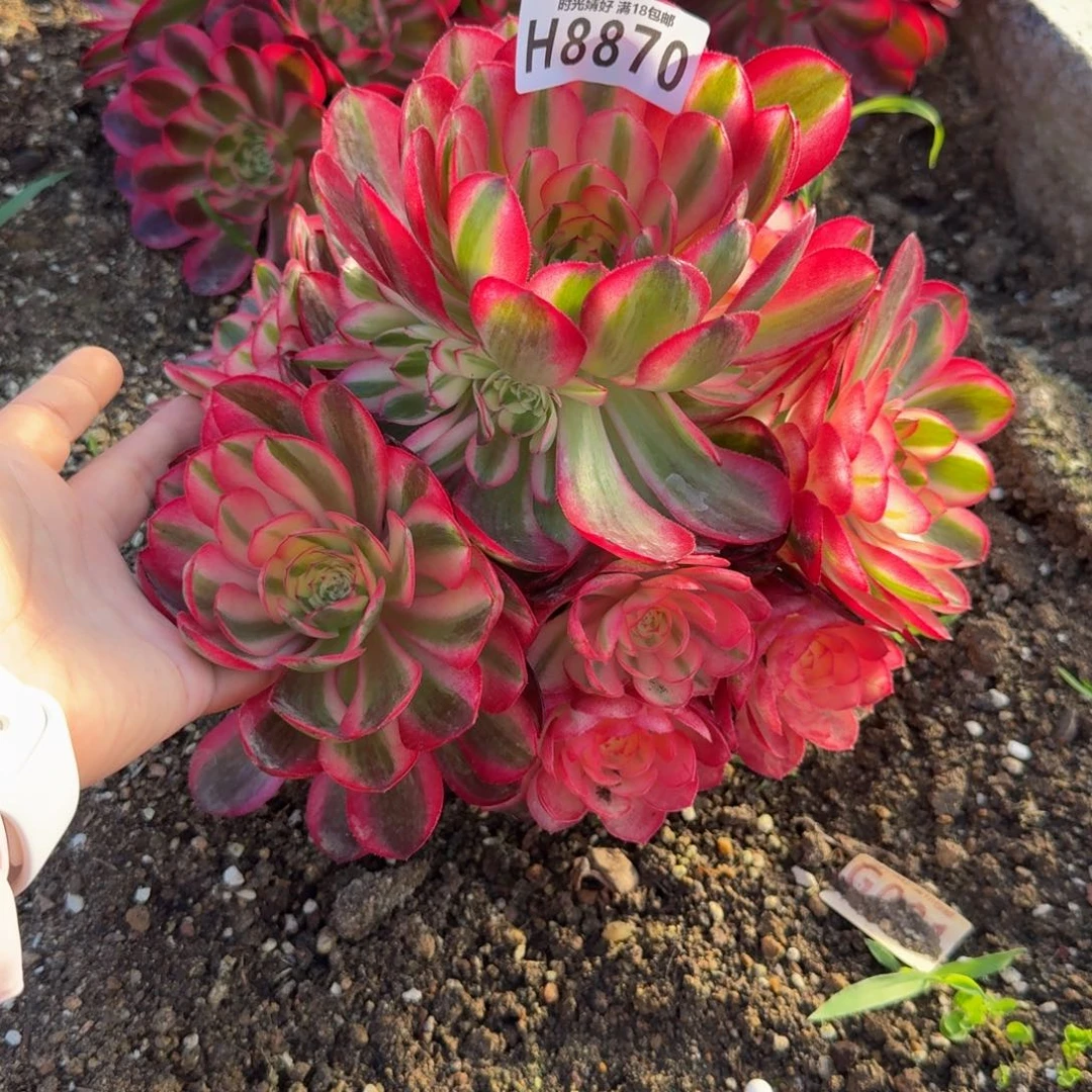 8870荔枝。多肉植物