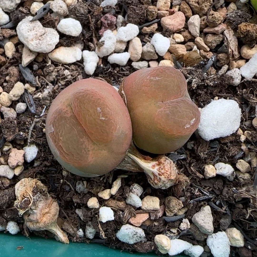 6.26。。。o泡。。。2010