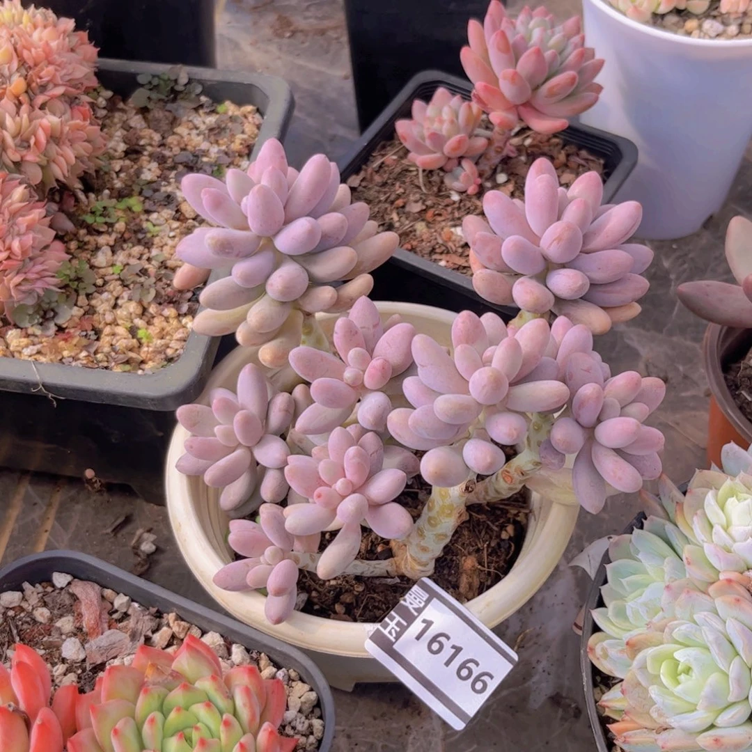 粉色恋人多肉植物16166