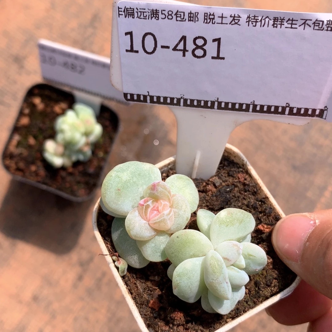 冰玉石化优选多肉58包邮不包整