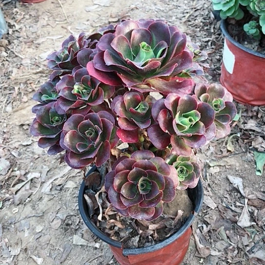 魅金玫瑰法师多肉40