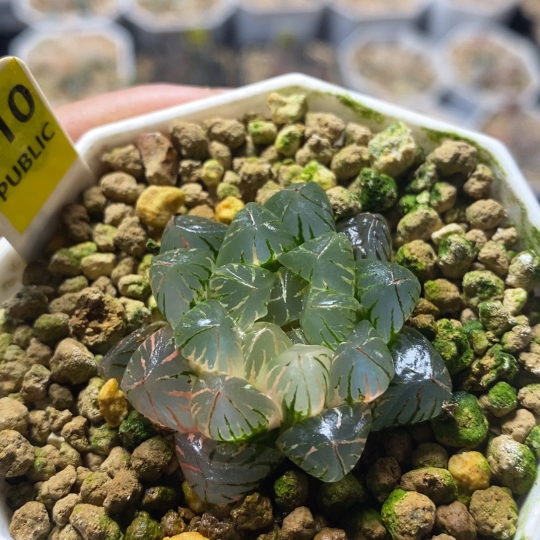 不开花植物710笛原