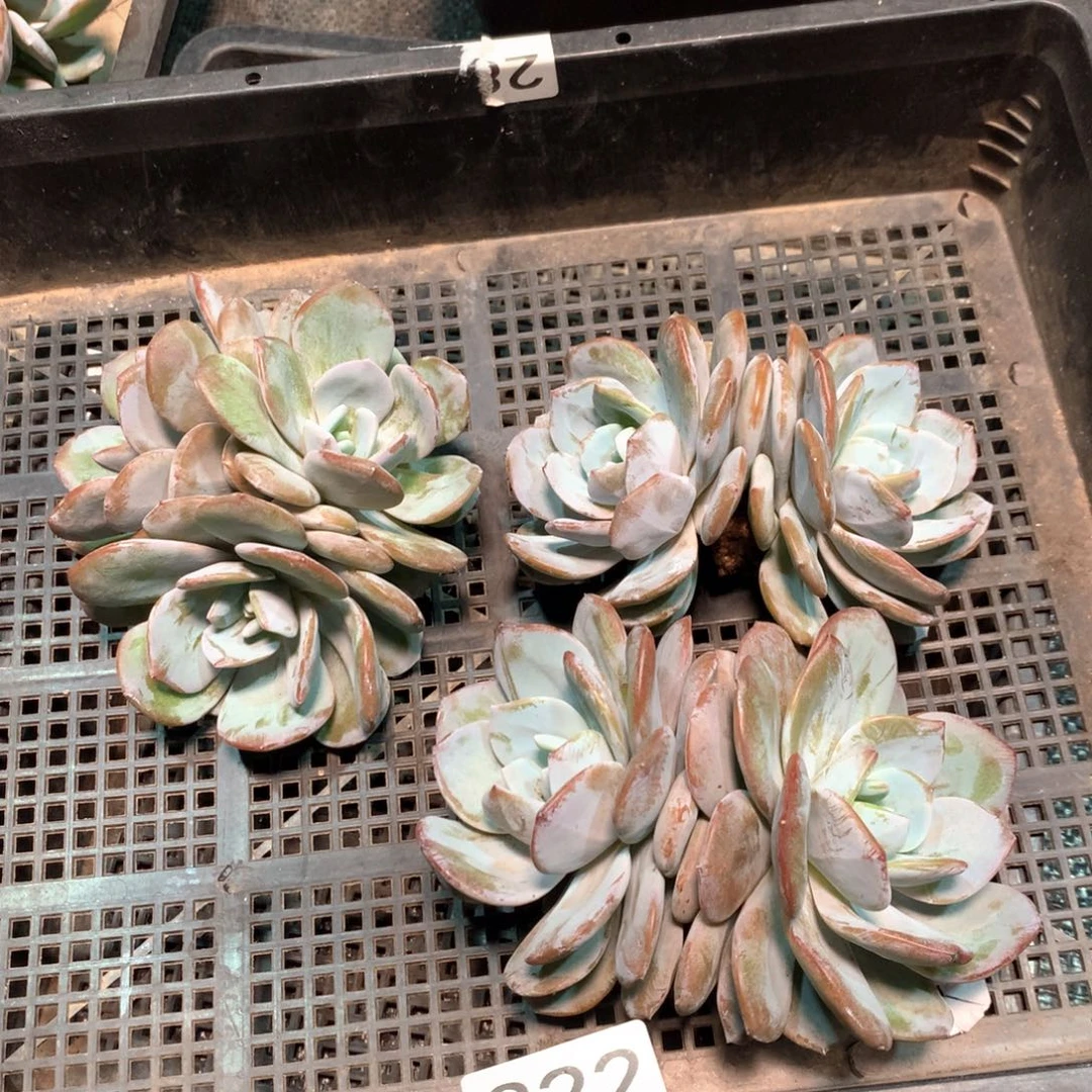 #322不拍冷链不售后。