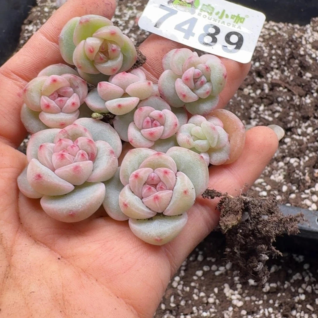 多肉植物多肉植物