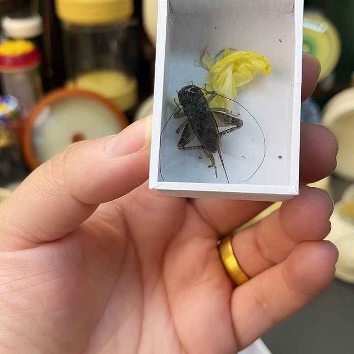 白虫3只啊哈哈哈哈哈哈哈哈