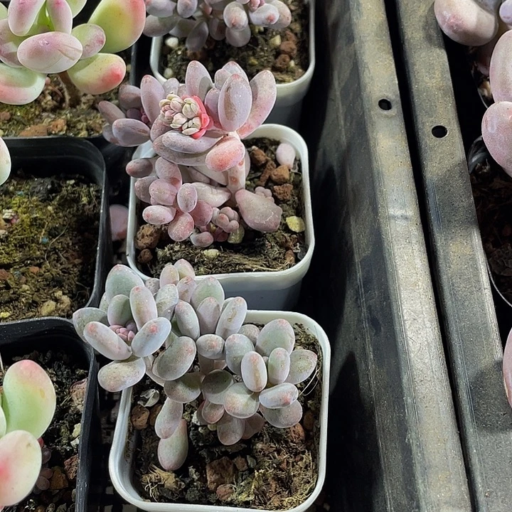 三头苹果美人带盆土发