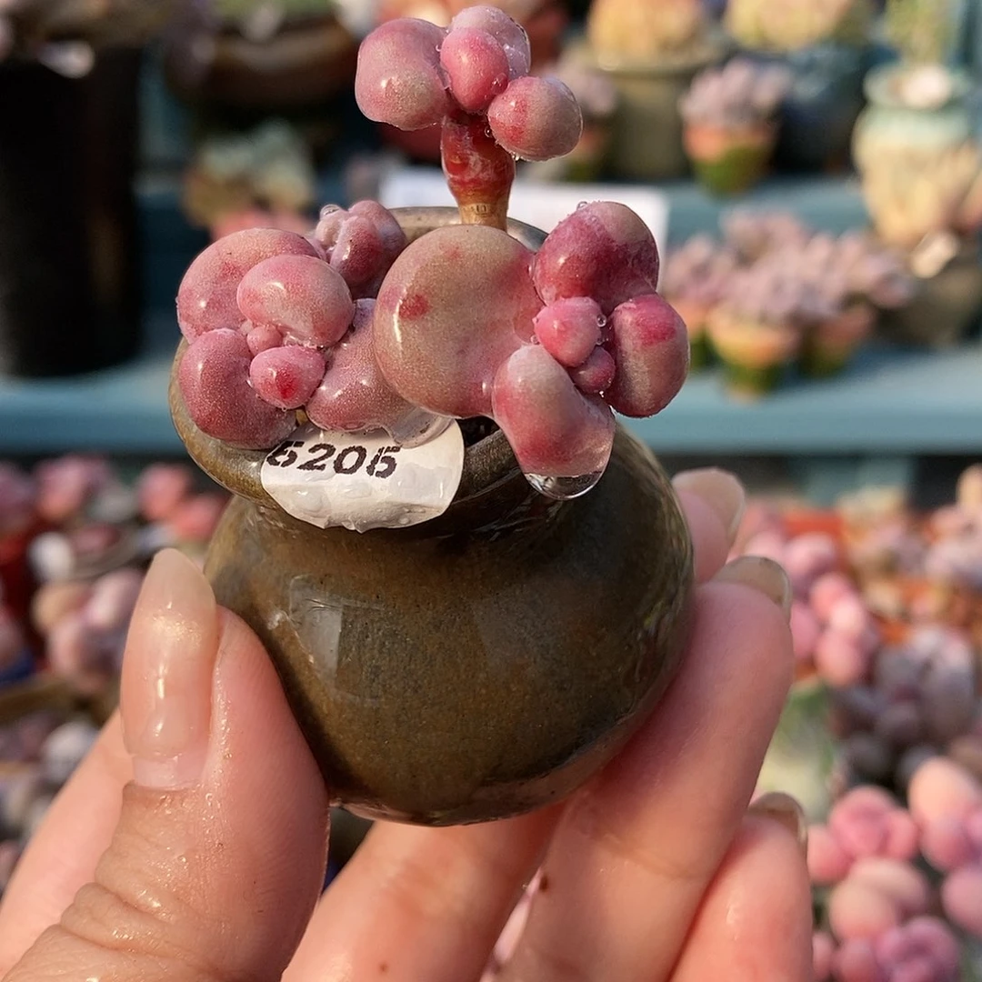 5205糖果腰子蛋带盆土