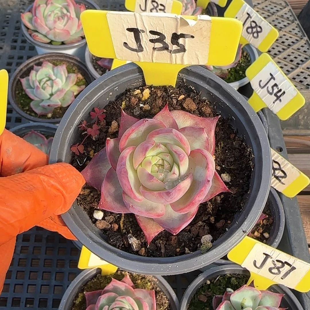 熊***毛J35惊鸿单头多肉