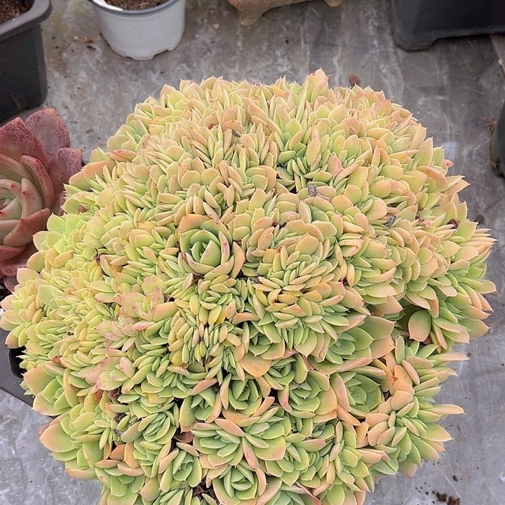 多明戈缀2556多肉植物