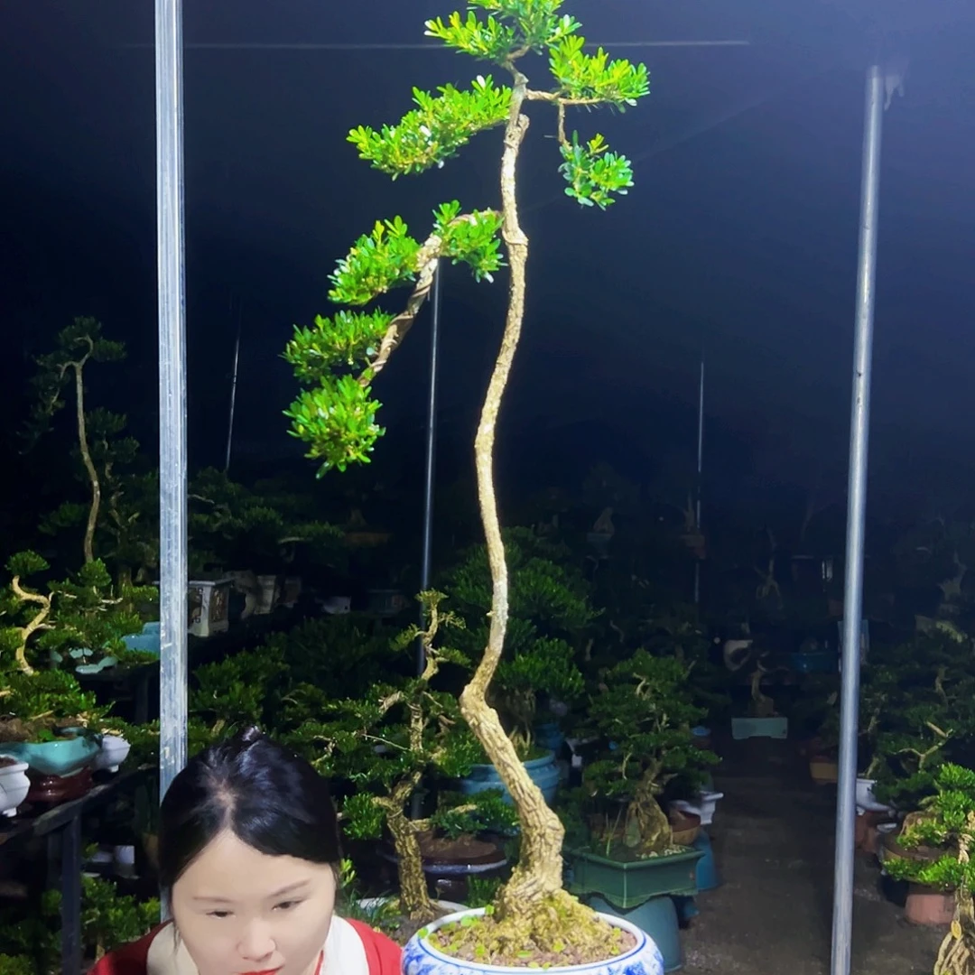 冷***^无花朵黄杨木