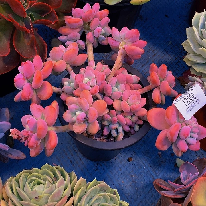 小***装    红洛神多肉12008