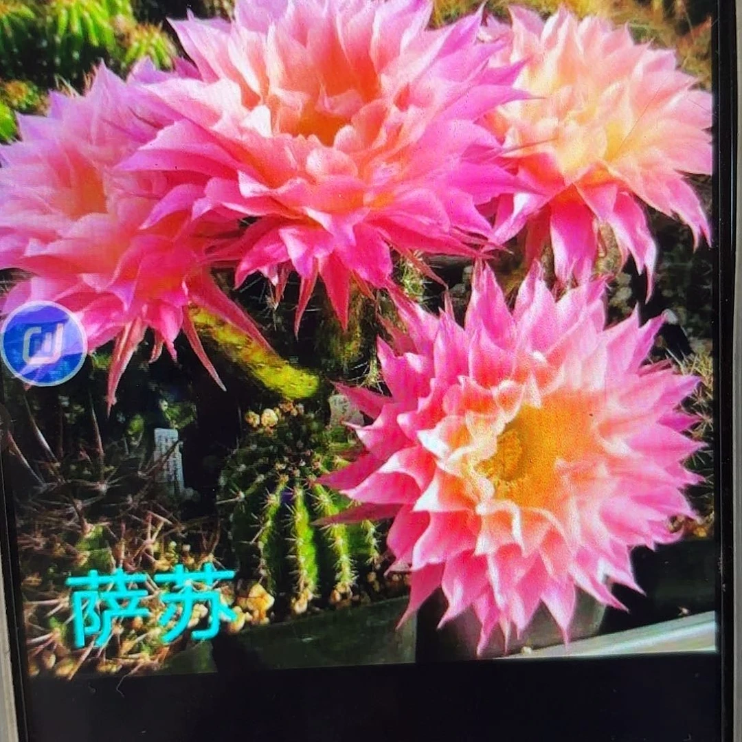 萨淑彩侧牙20包邮6