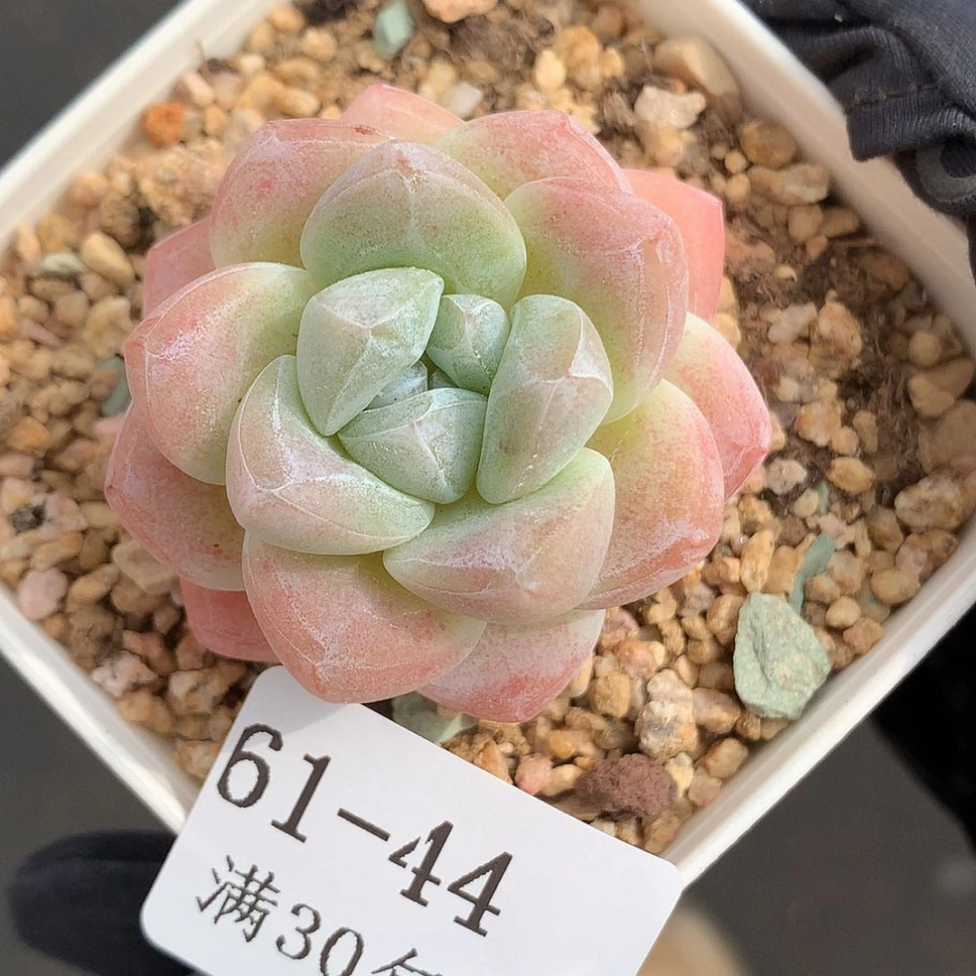 44。粉体冰玉4cm。