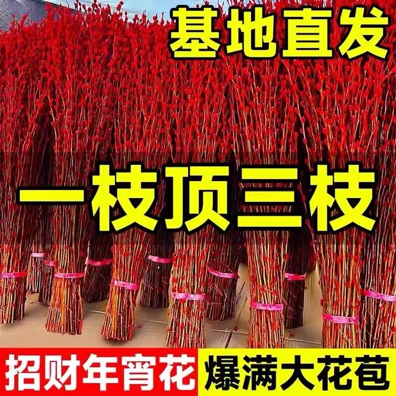 【100cm银柳】年宵花银柳鲜花喜庆居家新年鲜花摆件红红火火过大年