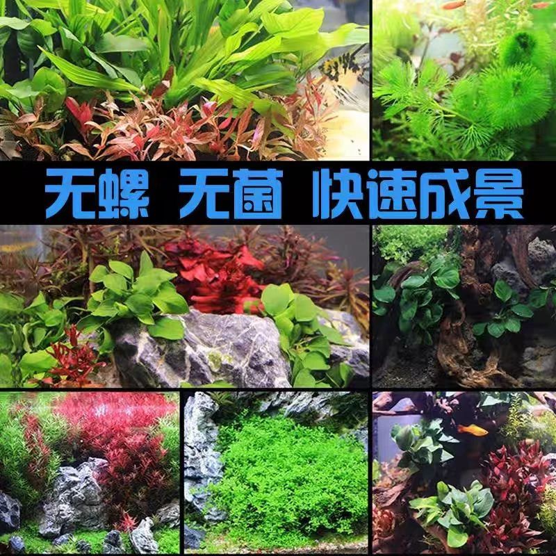 阴性水草合集适合新手夏季耐高温用于鱼缸造景增氧净水