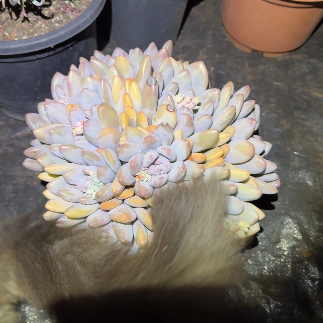 香水大群多肉植物