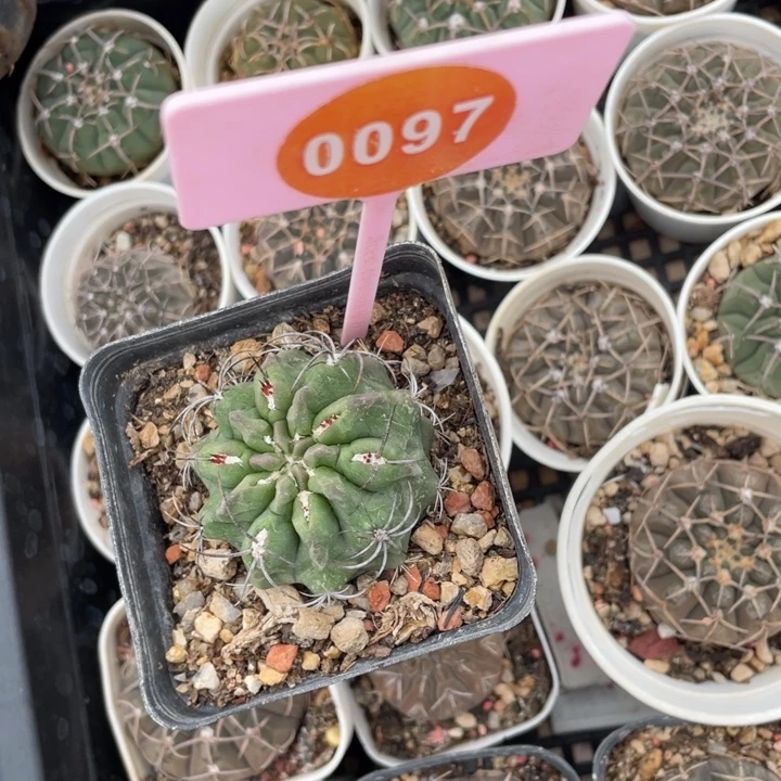 蝎***️实生素妆玉009700000