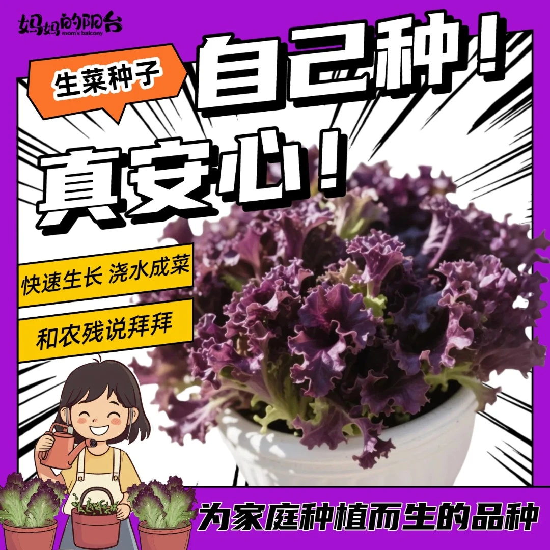 【妈妈的阳台】紫散叶生菜种子  为家庭种植而生 在家种出新鲜蔬菜