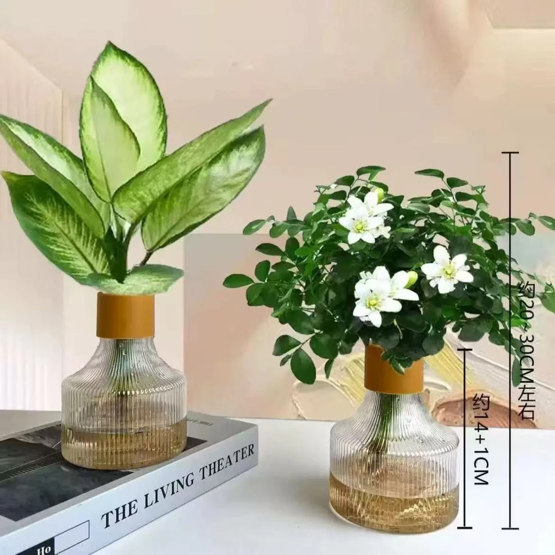 【买一送一】玛丽安九里香水培植物客厅室内净化空气桌面四季常青