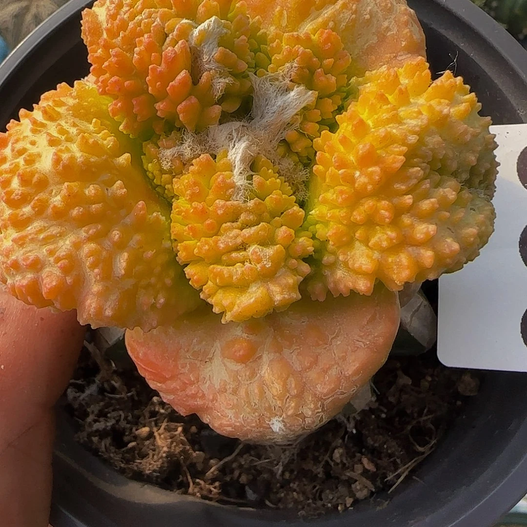 大尤哥斯拉锦930仙人球