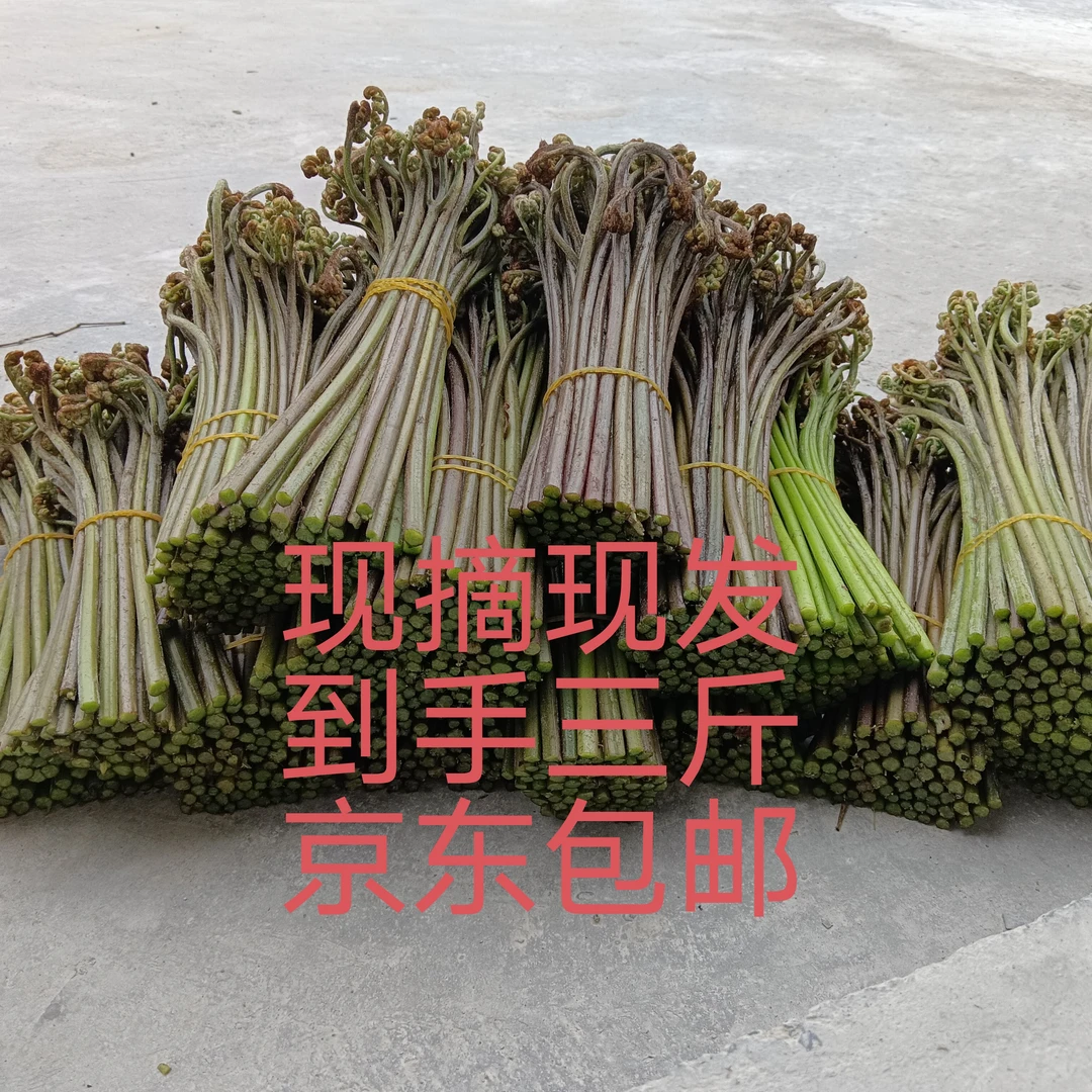当天采摘，京东包邮，野生蕨菜