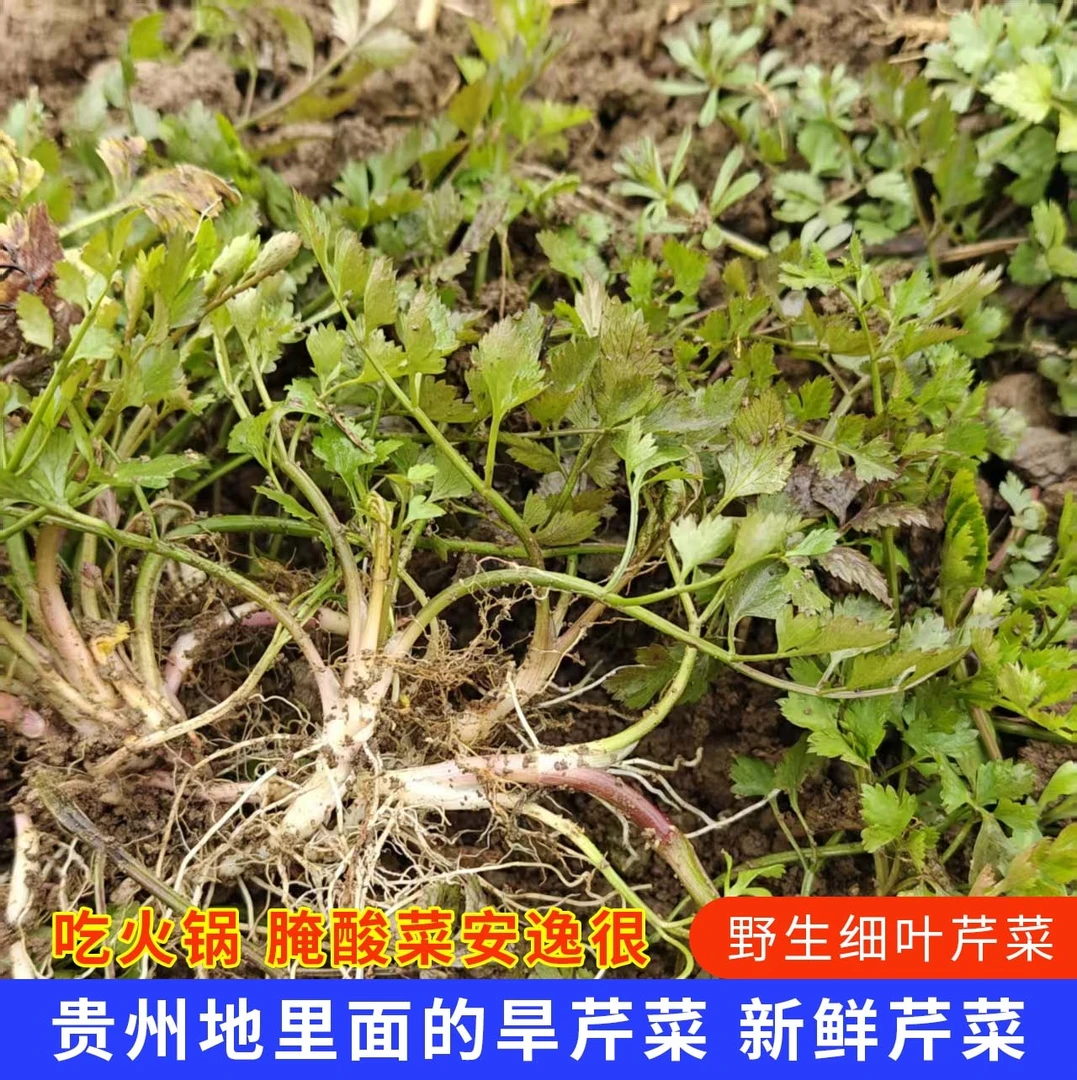贵州高山野芹菜可做酸芹菜红根新鲜保鲜发货水芹菜小芹菜细叶芹菜