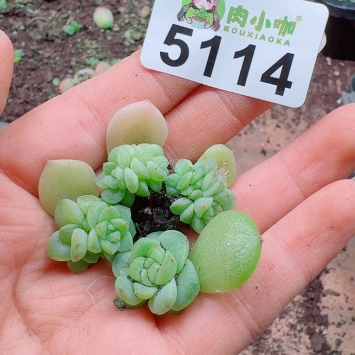 多肉植物多肉植物