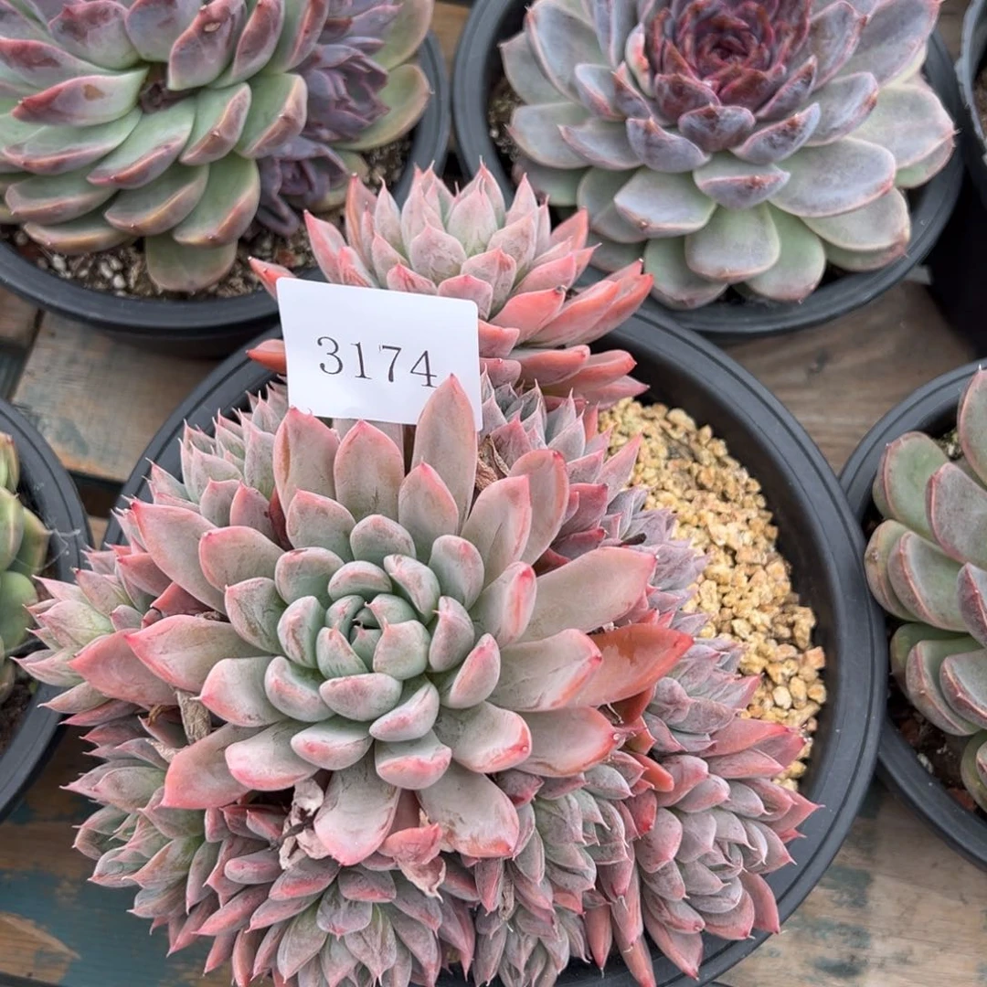 春***香3174多肉多多多多多