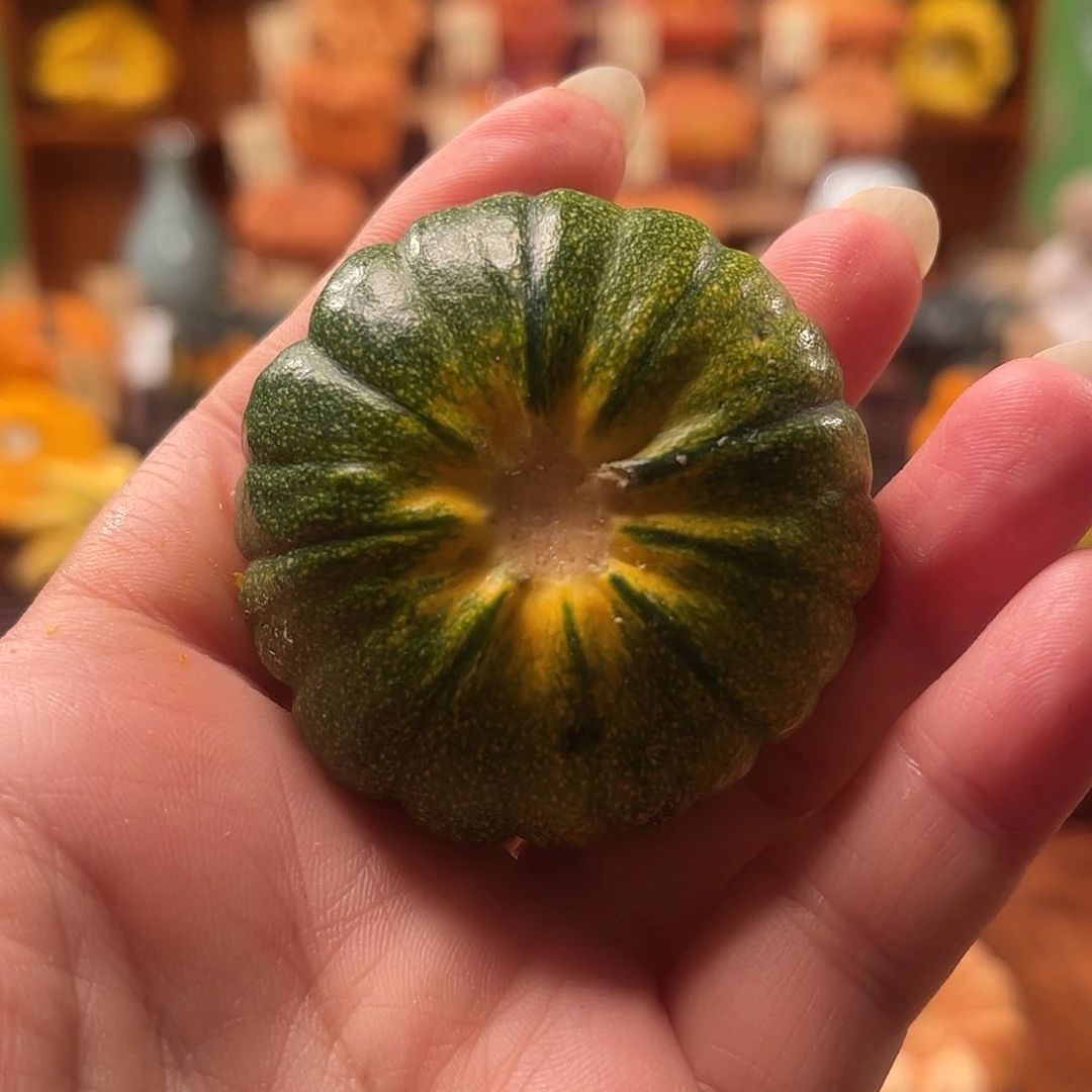 金*?墨西哥葫芦手把迷你太阳花