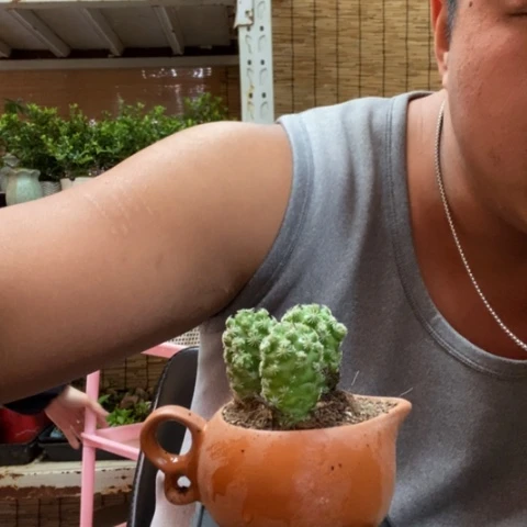 红陶一物一拍所见即所得13