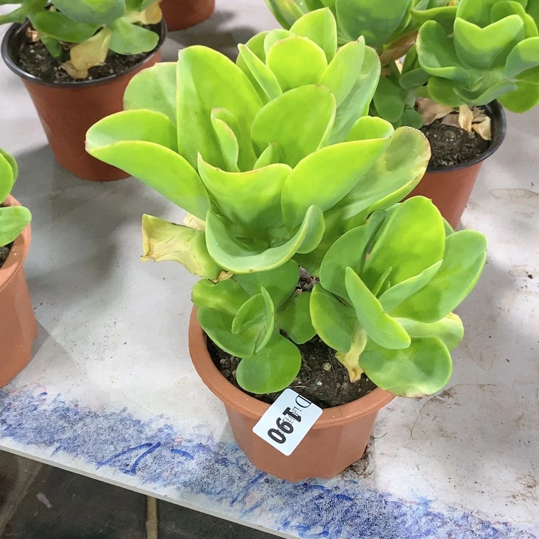 190柠檬卷多肉植物